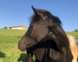 dressage horse Real Black Pearl (German Sport Horse, 2019, from Finest)