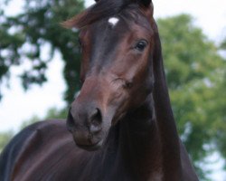 broodmare Dear Davyna (Westphalian, 2018, from Glock's Dream Boy)