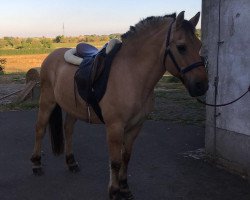 horse Ordal (Fjord Horse, 1986, from Oelve)