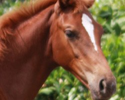 dressage horse Zita (Westphalian, 2019, from Zack)