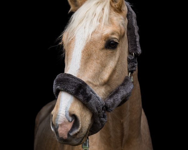 Pferd Rock the living (Deutsches Sportpferd, 2016, von Roxett)