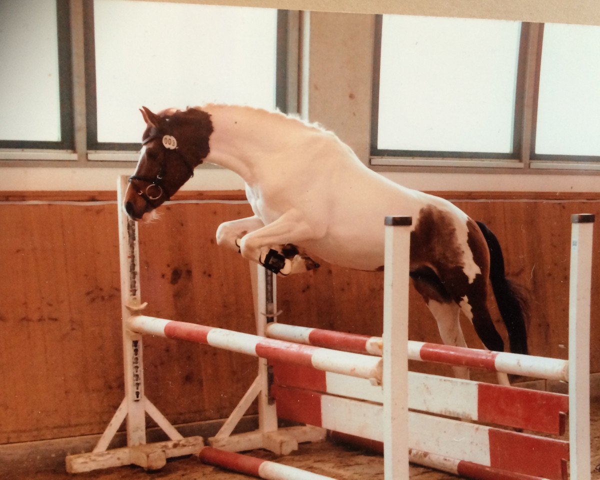 stallion Charm of Magic (German Riding Pony, 2007, from Charm of Nibelungen)