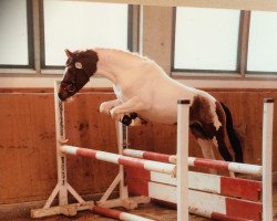 stallion Charm of Magic (German Riding Pony, 2007, from Charm of Nibelungen)