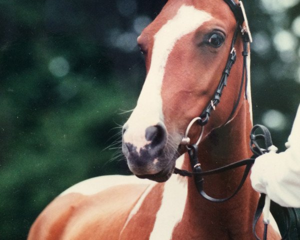 broodmare Magic Shalin (Pinto / Pony, 1995, from Shaitan)