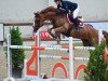 Dressurpferd Raznos Jumper (Bulgarisches Warmblut, 2008, von Rascalino)