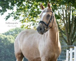 dressage horse Disneys Tinkerbell (German Riding Pony, 2015, from Dimensional)