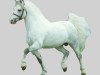 stallion Singel's Chip Wip (Welsh mountain pony (SEK.A), 1982, from Weston Falcon)