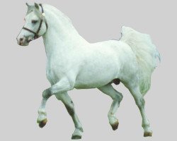 stallion Singel's Chip Wip (Welsh mountain pony (SEK.A), 1982, from Weston Falcon)