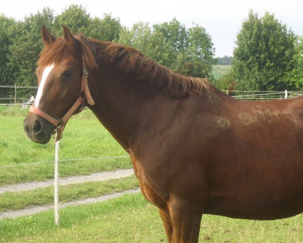 Zuchtstute Mona (Deutsches Reitpony,  , von Monet)