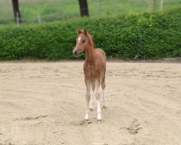 Dressurpferd Cosmo for Romance Se.M. (Deutsches Reitpony, 2021, von DSP Cosmo Royale)