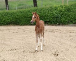 Pferd Cosmo for Romance Se.M. (Deutsches Reitpony, 2021, von DSP Cosmo Royale)