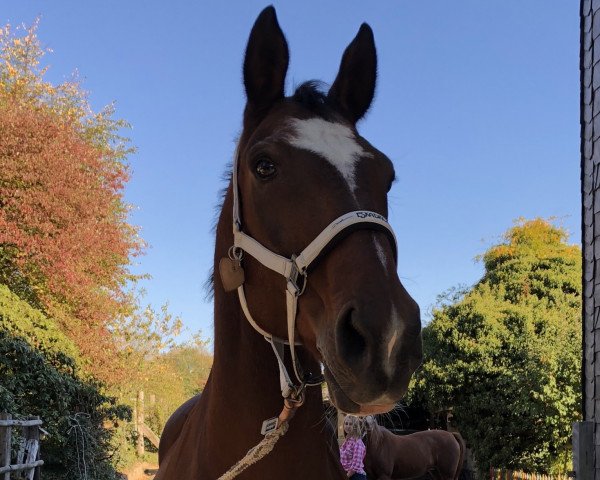 broodmare Atima v.H. (Hanoverian, 1994, from Argentan I)