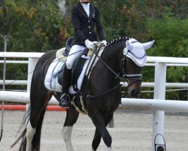dressage horse Sarah 450 (German Riding Pony, 2009, from Cortino)