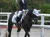 dressage horse Sarah 450 (German Riding Pony, 2009, from Cortino)