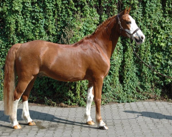 dressage horse Milky Way 49 (German Riding Pony, 2000, from Mondeo)