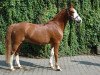 Dressurpferd Milky Way 49 (Deutsches Reitpony, 2000, von Mondeo)