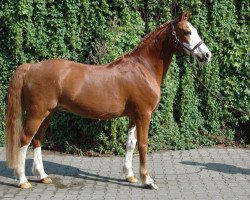 dressage horse Milky Way 49 (German Riding Pony, 2000, from Mondeo)