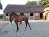 jumper Caruso (Oldenburg show jumper, 2019, from Canoso)