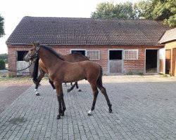 jumper Caruso (Oldenburg show jumper, 2019, from Canoso)