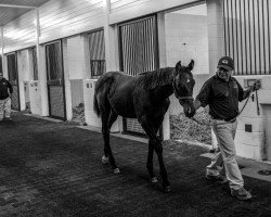 horse Stute von Pioneerof The Nile xx (Thoroughbred, 2019, from Pioneerof The Nile xx)