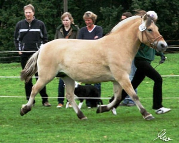 Zuchtstute Mirella (Fjordpferd, 2003, von Dylan)