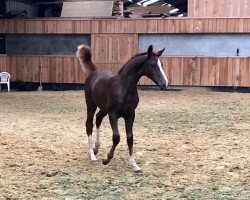 broodmare Oumari Siraxta Z (Zangersheide riding horse, 2019, from Ogano Sitte)