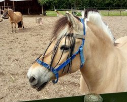 horse Gyda (Fjord Horse, 2000, from Kvest Halsnæs)