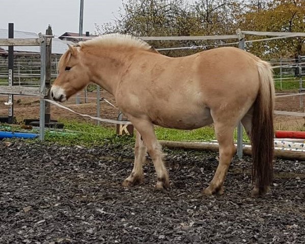 horse Tomte (Fjord Horse, 2012, from Mr. Tveiten N.2591)