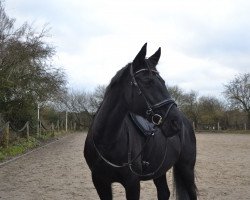 dressage horse Wonderful Eve (German Warmblood, 2007, from Camaro)