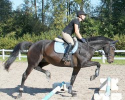 horse Prado (Trakehner, 2003, from Herzkristall)