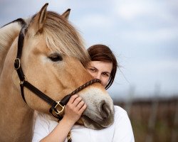 dressage horse Max (Fjord Horse, 2013, from Merkur N.2743)