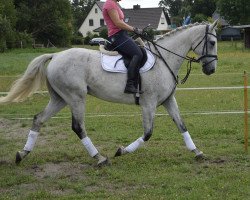 horse Captain Quinn (German Warmblood, 2009, from Corland)