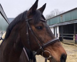 broodmare Fast Florence (Hanoverian, 2001, from Fast Eddy xx)