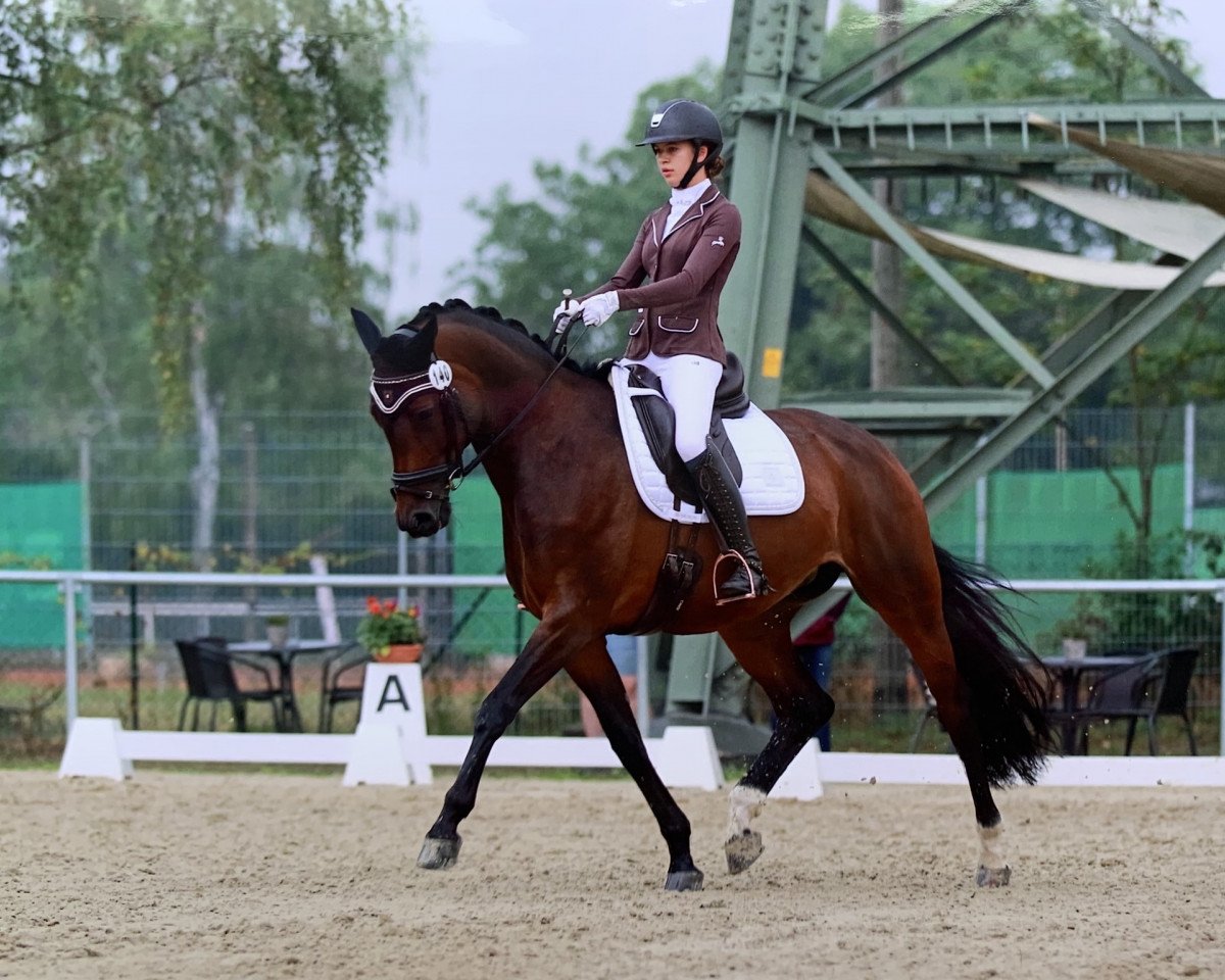 dressage horse Frieda Gold 20 (Württemberger, 2011, from Fürst Romancier)