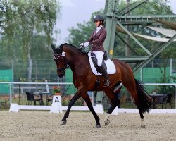 dressage horse Frieda Gold 20 (Württemberger, 2011, from Fürst Romancier)