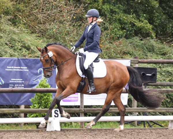 dressage horse Kastanienhof Hot Finn (German Riding Pony, 2015, from Huckleberry Finn Hj WE)