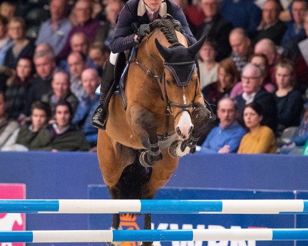 stallion Hanley (KWPN (Royal Dutch Sporthorse), 2012, from Tornesch)