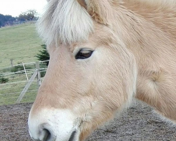 horse Davyn H.N. (Fjord Horse, 2012, from Dylan)