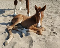 dressage horse Lonkens Fora (Oldenburg, 2018, from Licotus)