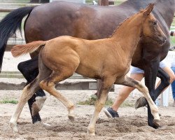 dressage horse Astancia (Oldenburg, 2018, from Celencio)