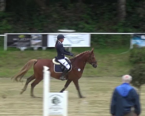 Reitturnier Viersen-Dülken 2016 - Kleines Sommerturnier