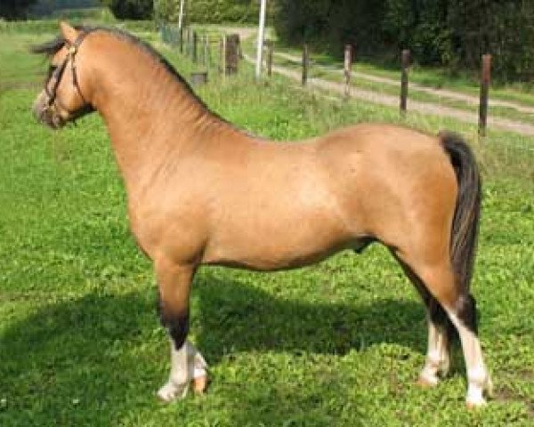 Pferd Kastanjehof Hurricane (Welsh Mountain Pony (Sek.A), 2005, von Verdrefawr Daniel)