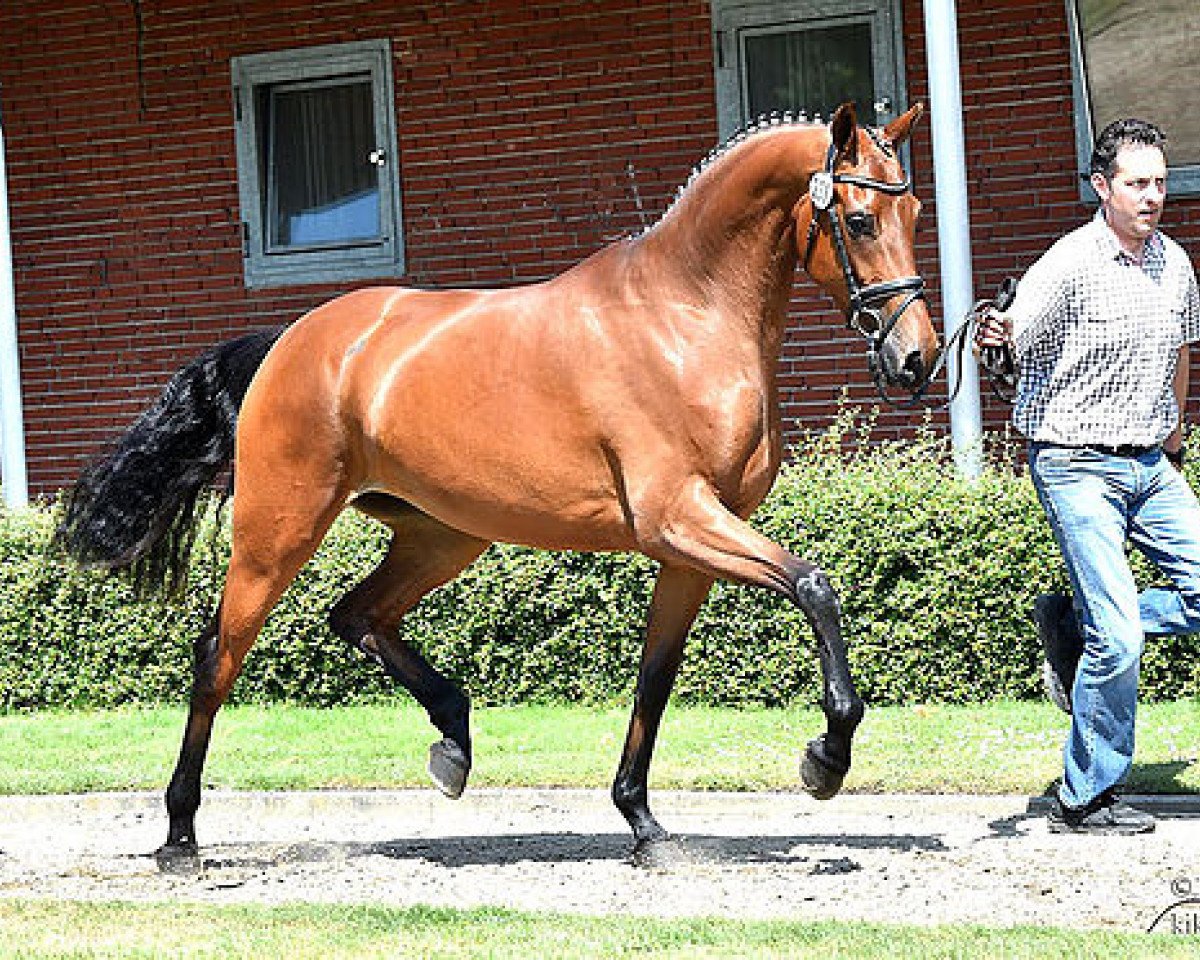 broodmare Anada (Oldenburg, 2012, from Vivaldi)