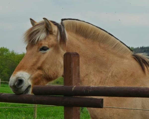 Pferd Kesko (Fjordpferd, 2006, von Kveslo)