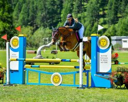 jumper Quatano CH (Swiss Warmblood, 2008, from Quat)