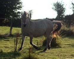 horse Jenny (Fjord Horse, 1991, from Jon Halsnæs)