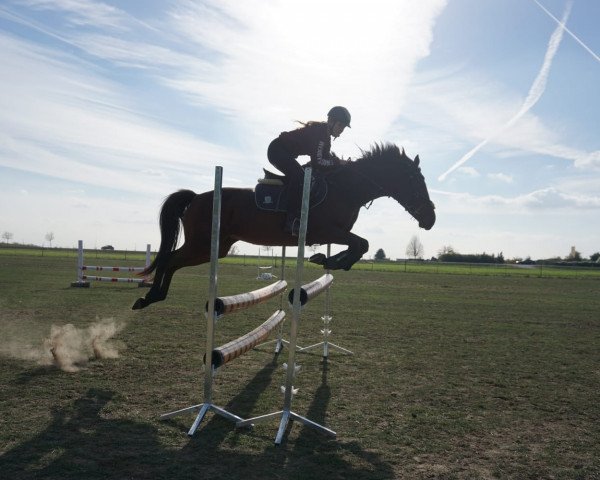 dressage horse Fanny (Hanoverian, 2010)