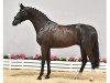 stallion WhatsApp MT (Oldenburg, 2016, from Weltmeyer)