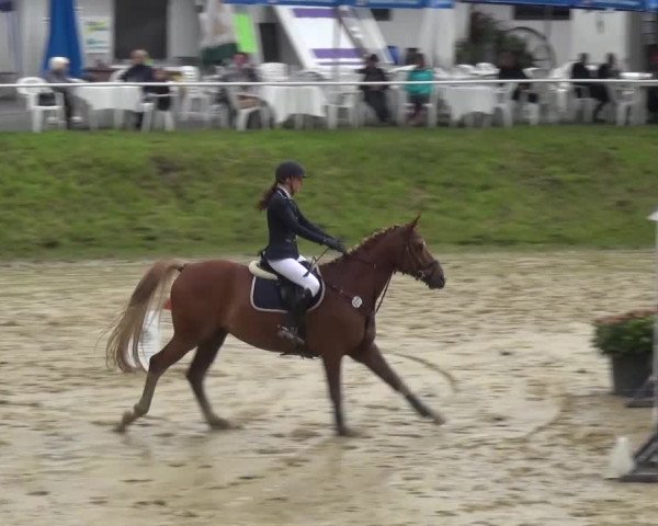 Reitturnier Viersen-Dülken 2016 - Kleines Sommerturnier