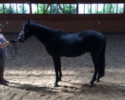 dressage horse Skywalker 81 (Pony without race description, 2010)